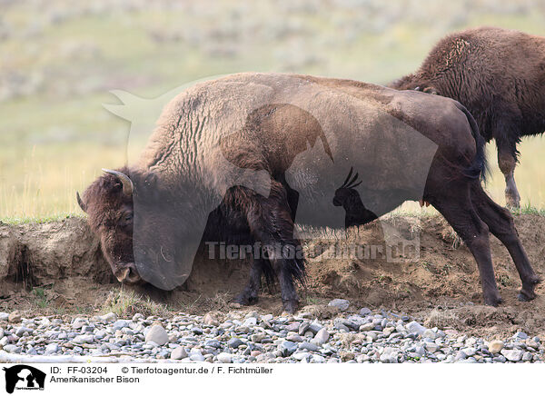 Amerikanischer Bison / American buffalo / FF-03204