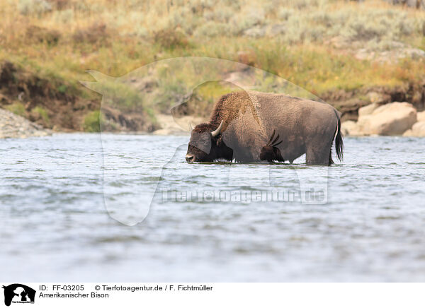 Amerikanischer Bison / American buffalo / FF-03205