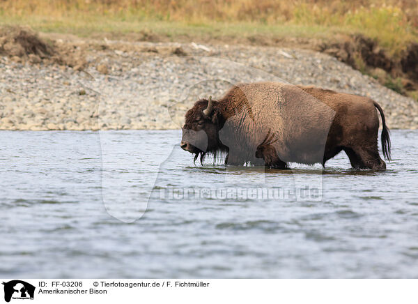 Amerikanischer Bison / American buffalo / FF-03206