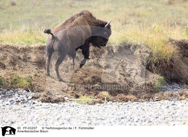 Amerikanischer Bison / American buffalo / FF-03207