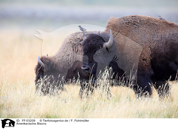 Amerikanische Bisons / American buffalos / FF-03209