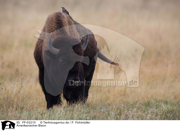 Amerikanischer Bison / American buffalo / FF-03210