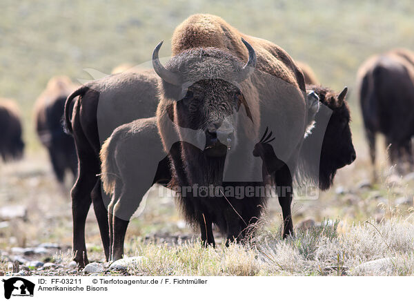 Amerikanische Bisons / American buffalos / FF-03211