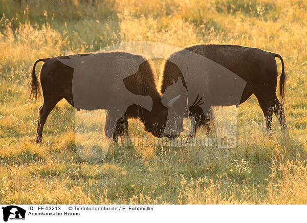 Amerikanische Bisons / American buffalos / FF-03213
