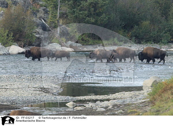 Amerikanische Bisons / American buffalos / FF-03217