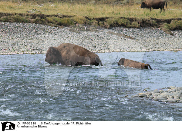 Amerikanische Bisons / American buffalos / FF-03218