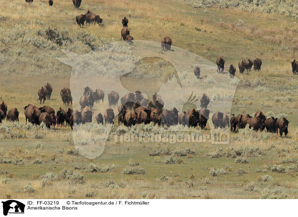 Amerikanische Bisons / American buffalos / FF-03219