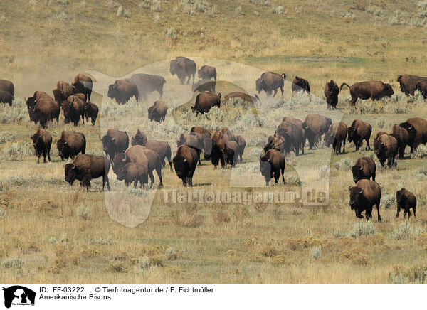 Amerikanische Bisons / American buffalos / FF-03222