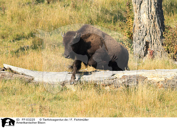 Amerikanischer Bison / American buffalo / FF-03225