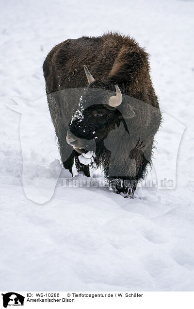 Amerikanischer Bison / american buffalo / WS-10286