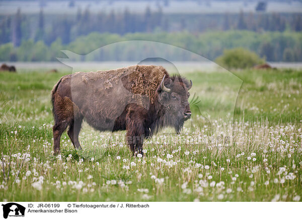 Amerikanischer Bison / JR-06199