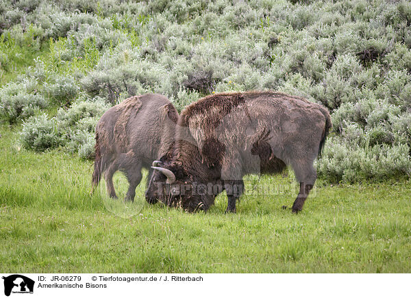 Amerikanische Bisons / JR-06279