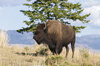 Amerikanischer Bison