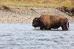 Amerikanischer Bison