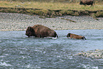 Amerikanische Bisons