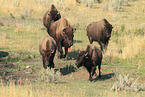 Amerikanische Bisons