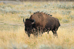 Amerikanischer Bison