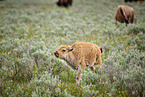 Amerikanische Bisons