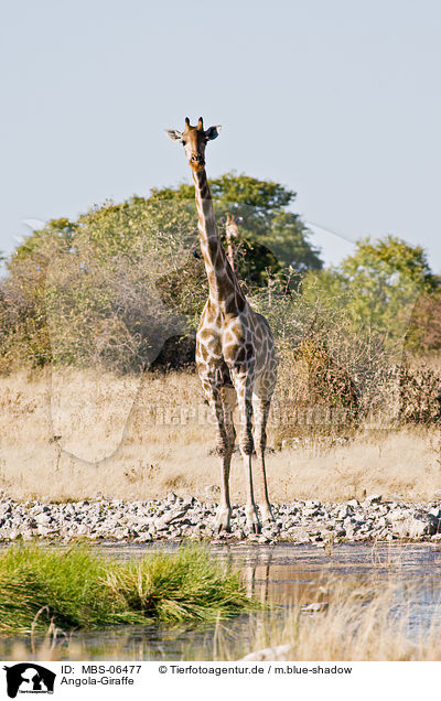 Angola-Giraffe / MBS-06477