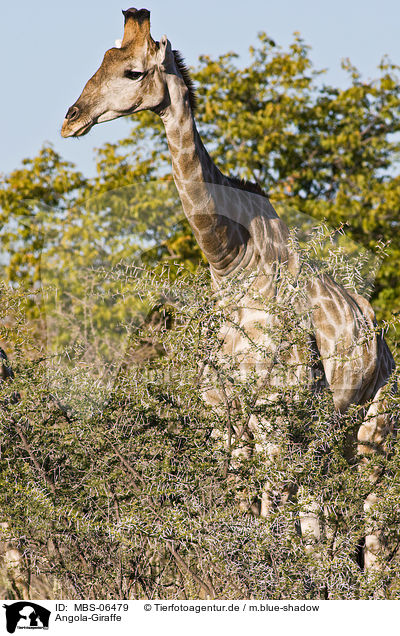 Angola-Giraffe / MBS-06479