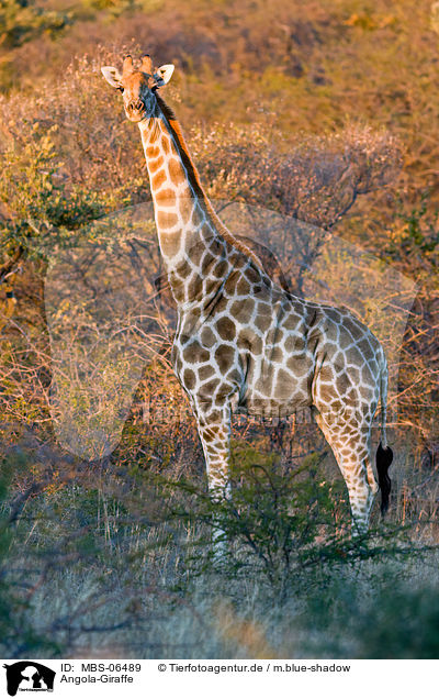 Angola-Giraffe / Giraffe / MBS-06489