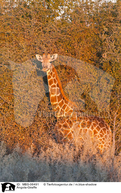 Angola-Giraffe / Giraffe / MBS-06491