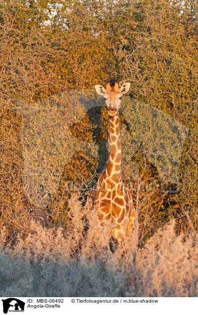 Angola-Giraffe / Giraffe / MBS-06492