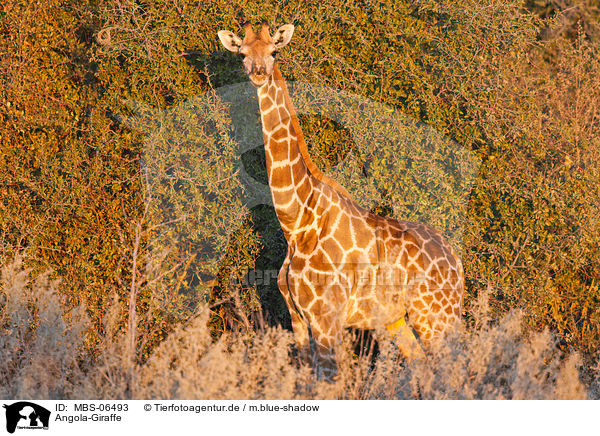 Angola-Giraffe / MBS-06493