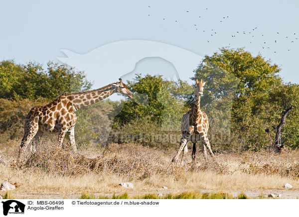 Angola-Giraffen / Giraffes / MBS-06496