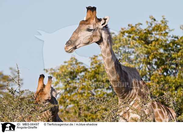 Angola-Giraffe / Giraffe / MBS-06497