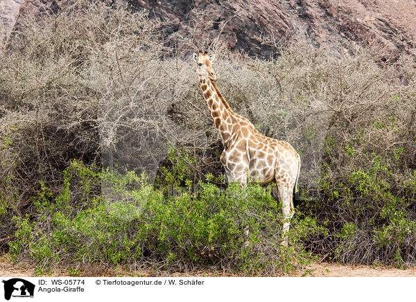 Angola-Giraffe / giraffe / WS-05774