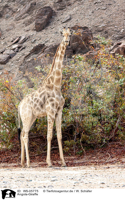 Angola-Giraffe / giraffe / WS-05775