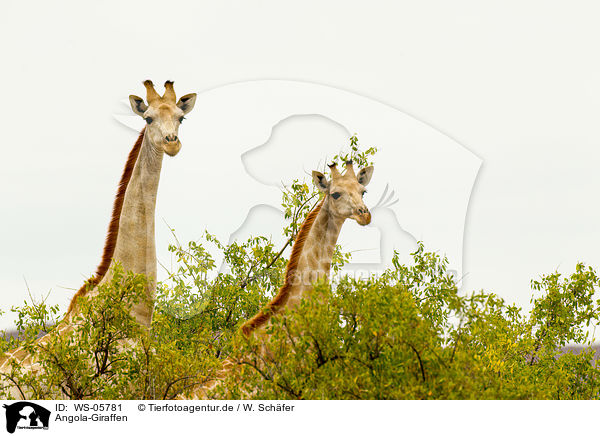 Angola-Giraffen / giraffes / WS-05781