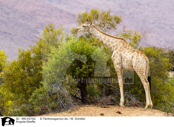 Angola-Giraffe / giraffe / WS-05782