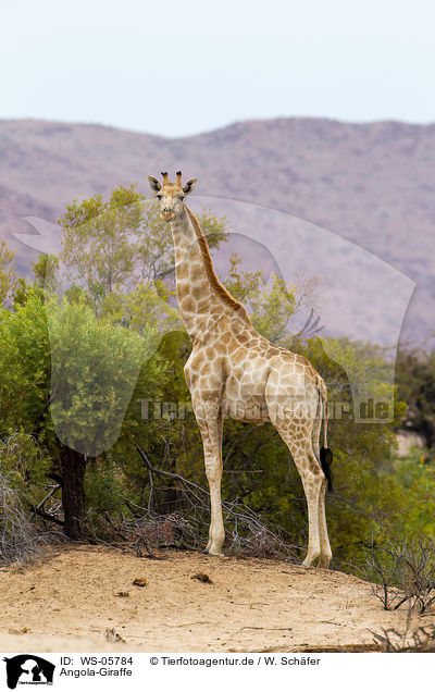 Angola-Giraffe / giraffe / WS-05784