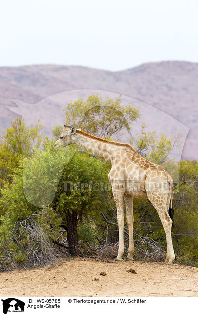 Angola-Giraffe / giraffe / WS-05785