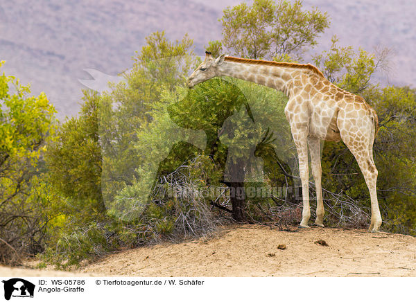 Angola-Giraffe / giraffe / WS-05786