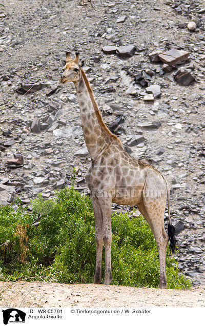 Angola-Giraffe / WS-05791