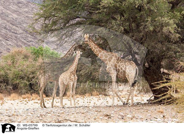 Angola-Giraffen / WS-05799