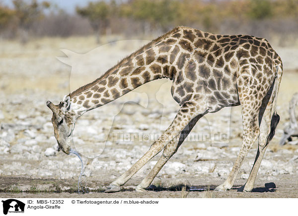 Angola-Giraffe / MBS-12352