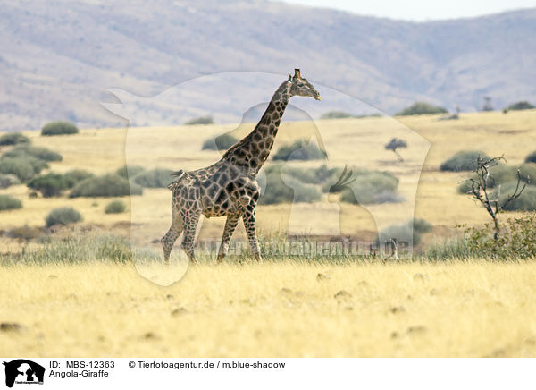 Angola-Giraffe / MBS-12363