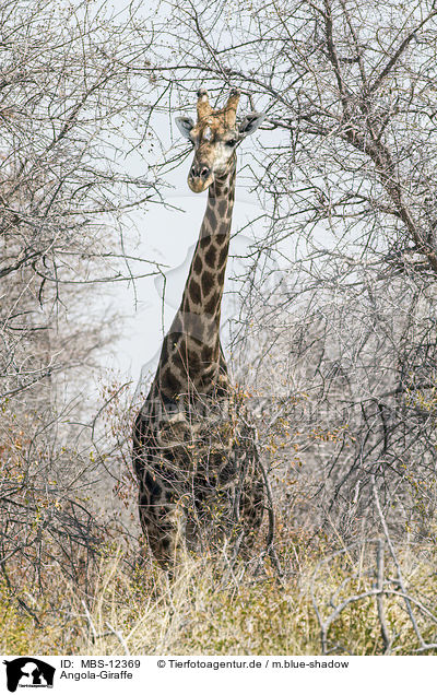 Angola-Giraffe / Angola Giraffe / MBS-12369