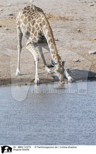 Angola-Giraffe / MBS-12370