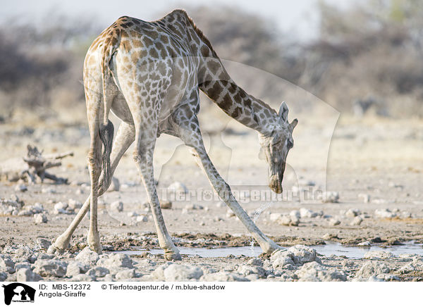 Angola-Giraffe / MBS-12372