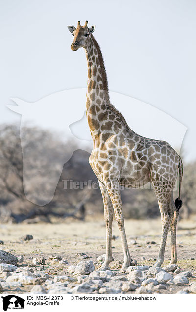 Angola-Giraffe / MBS-12373