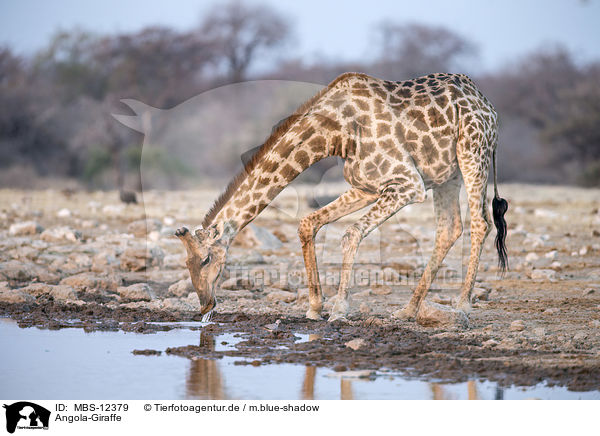 Angola-Giraffe / MBS-12379