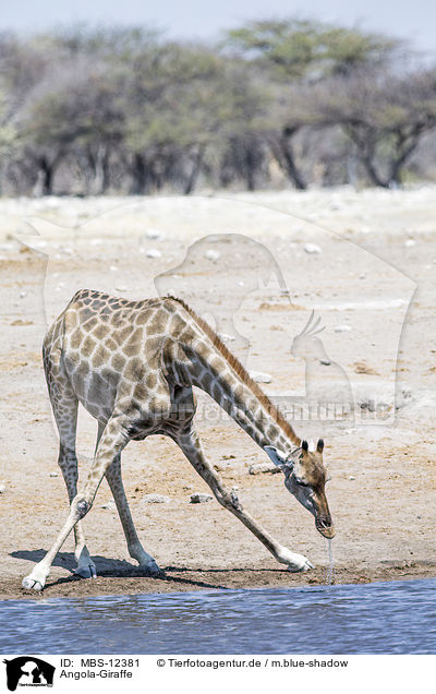 Angola-Giraffe / MBS-12381