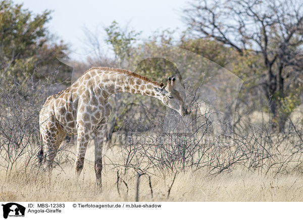 Angola-Giraffe / MBS-12383