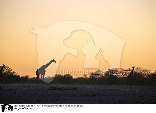 Angola-Giraffen / MBS-12388