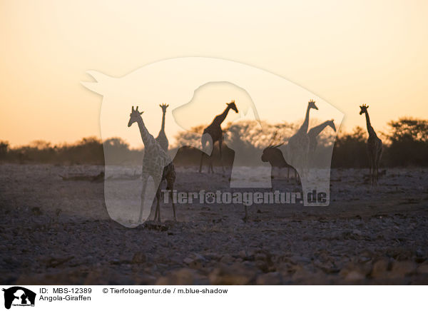 Angola-Giraffen / MBS-12389